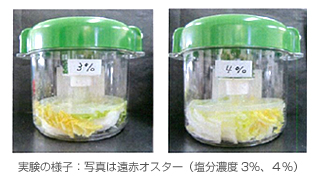 実験の様子